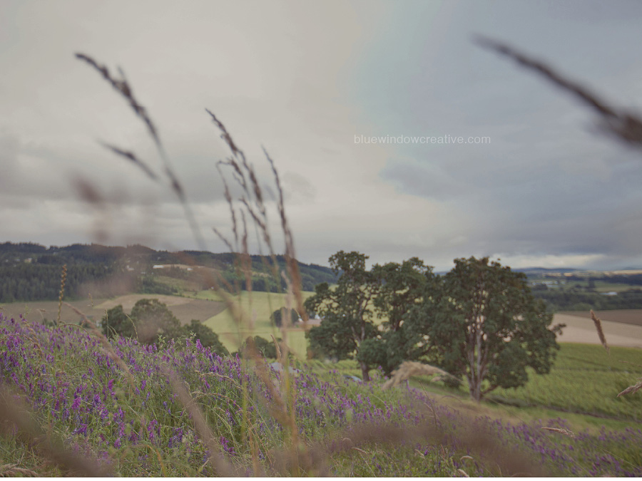 winery photography 01 Antica Terra in the Willamette Valley, OR photo