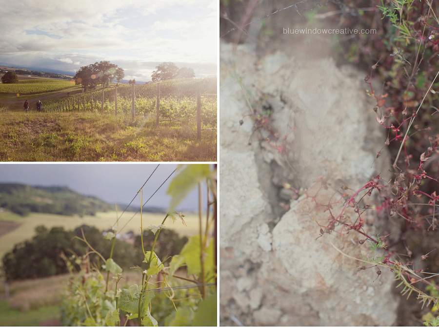 winery photography 02 Antica Terra in the Willamette Valley, OR photo