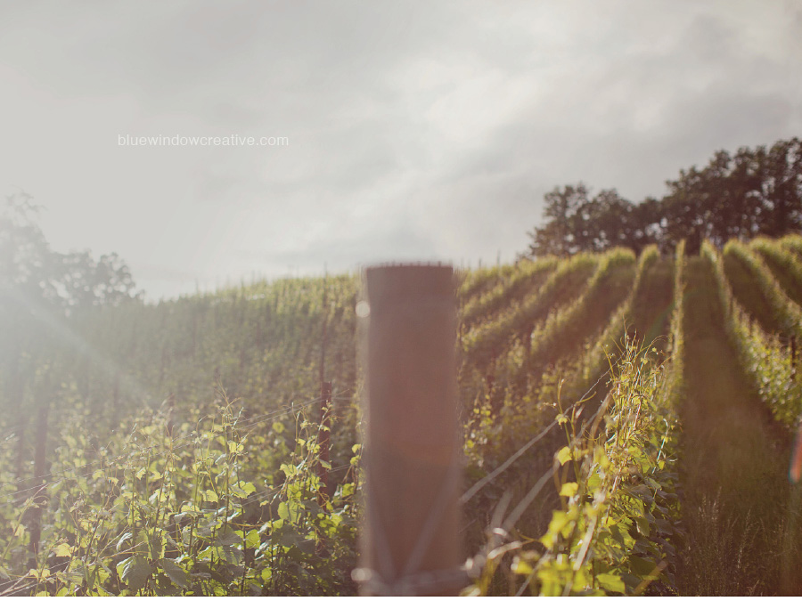 winery photography 10 Antica Terra in the Willamette Valley, OR photo