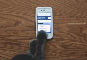 web_cat_n
