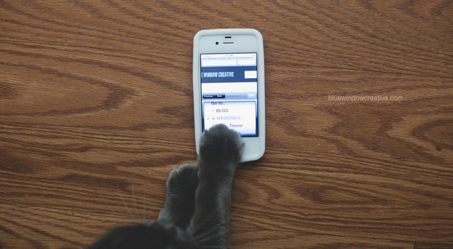 web cat n New Website photo