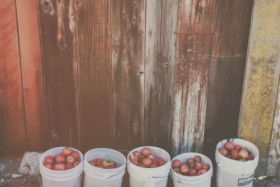 101 Barn San Luis Obispo Wedding Vanessa + Tyler in San Luis Obispo, CA photo